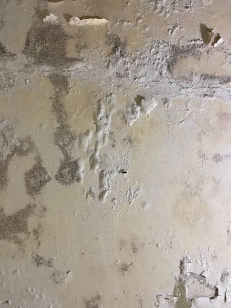Best Attic Mold Removal  in Beaver Falls, PA